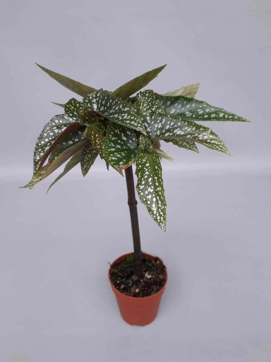 Begonia 'Tamaya' — Mayorista de plantas FlorAccess