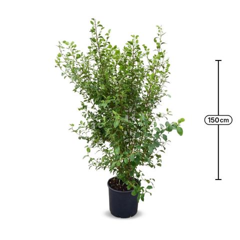 Griselinia littoralis
