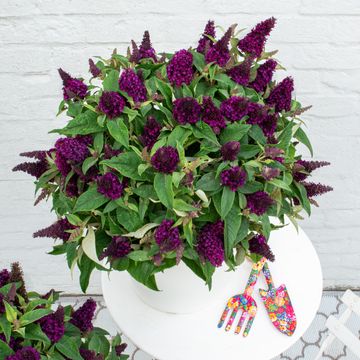 Buddleja davidii BUTTERFLY CANDY LITTLE MAGENTA