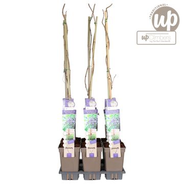 Wisteria floribunda 'Black Dragon'