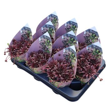 Sempervivum 'Red Rubin'
