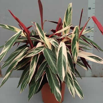 Stromanthe sanguinea 'Triostar'