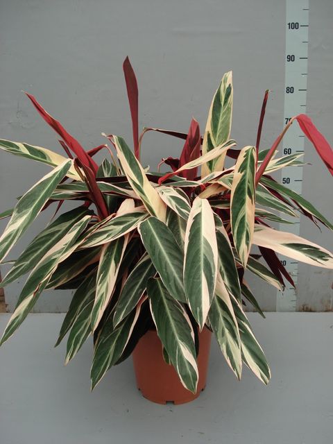 Stromanthe sanguinea 'Triostar'