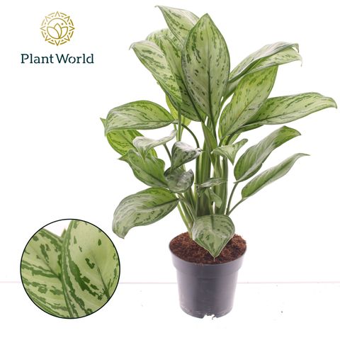 Aglaonema 'Maria Christina'
