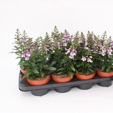 Angelonia ANGELMIST LAVENDER BICOLOR