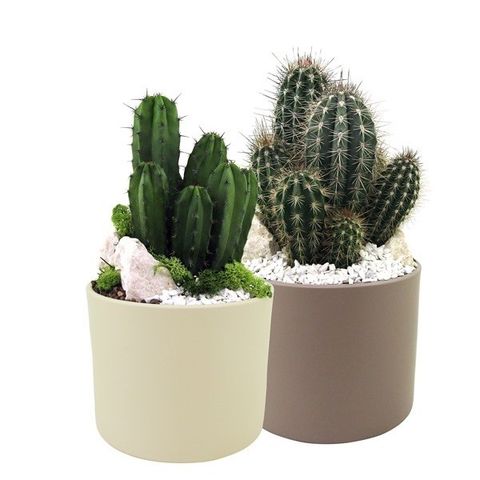 Cactus MIX