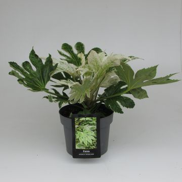 Fatsia japonica 'Spider's Web'