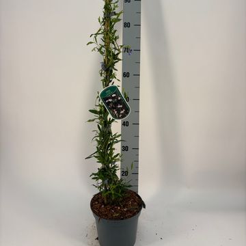 Sollya heterophylla 'Pink Charmer'