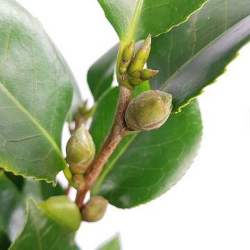 Camellia japonica 'Dr. King'