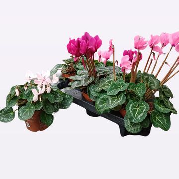 Cyclamen persicum SUPER SERIE S ALLURE MIX