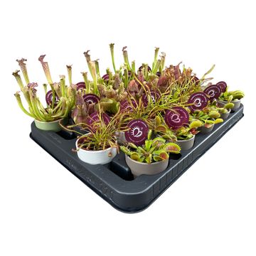 Carnivorous plants MIX