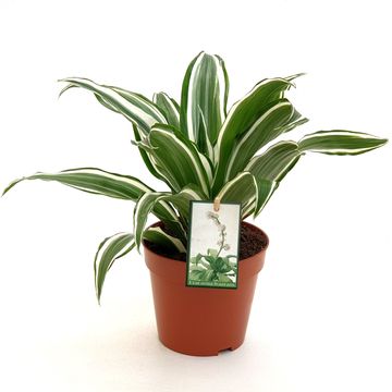 Dracaena fragrans 'White Jewel'