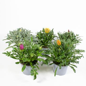 Gazania rigens MIX