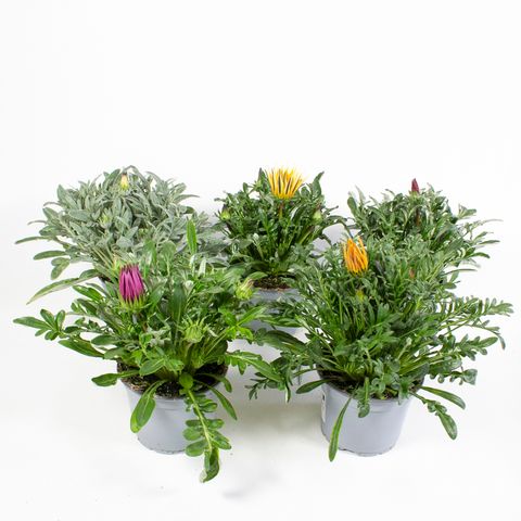 Gazania rigens MIX