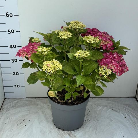 Hydrangea macrophylla 'Leuchtfeuer'