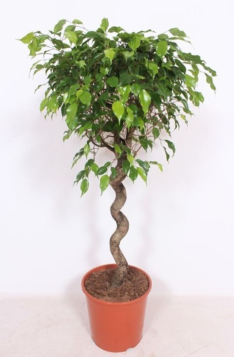 Ficus benjamina 'Exotica'