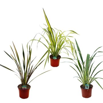 Phormium tenax MIX