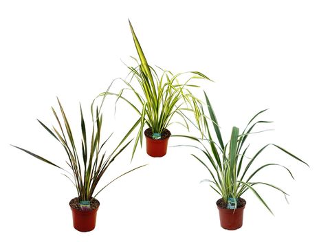 Phormium tenax MIX