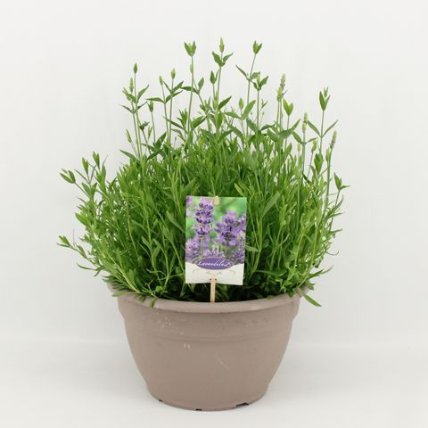 Lavandula angustifolia 'Dwarf Blue'