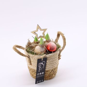 Arrangement Christmas