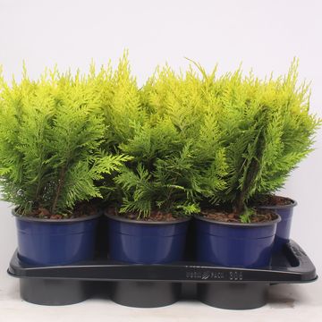 Chamaecyparis lawsoniana 'Ivonne'