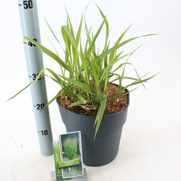 Panicum virgatum 'Stäfa'