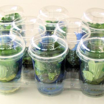 Aquatic plants FLOATING MIX