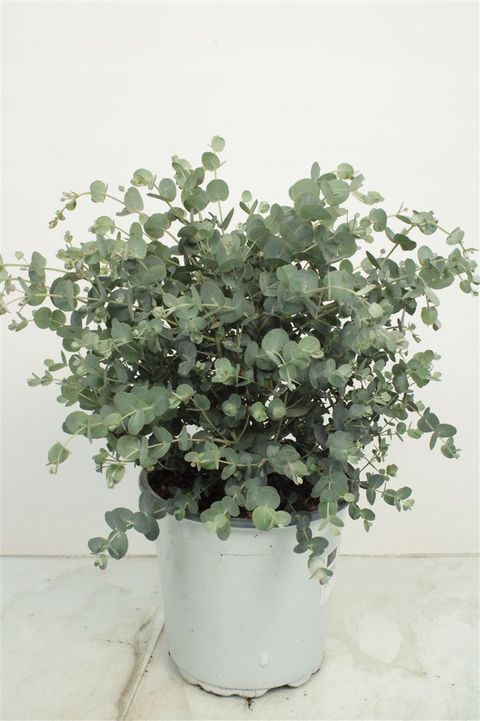 Eucalyptus gunnii