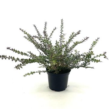 Lonicera nitida GARDEN CLOUDS PURPLE STORM