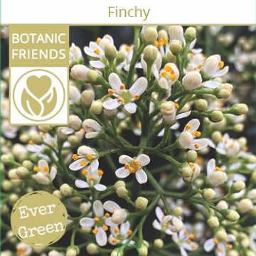 Skimmia japonica 'Finchy'