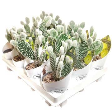 Opuntia microdasys 'Albata'