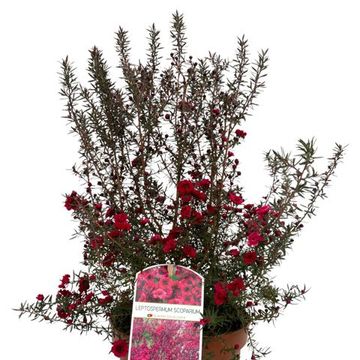 Leptospermum scoparium MIX