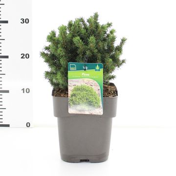 Picea glauca 'Alberta Globe'