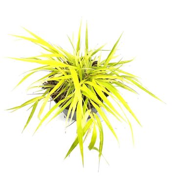 Hakonechloa macra 'All Gold'