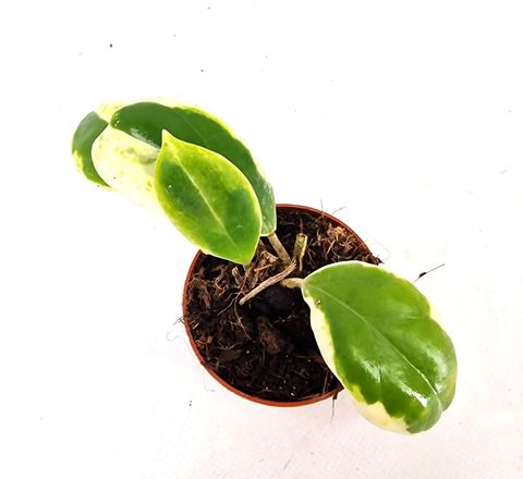 Hoya incrassata 'Outer Variegata'