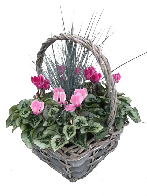 Arrangement Cyclamen