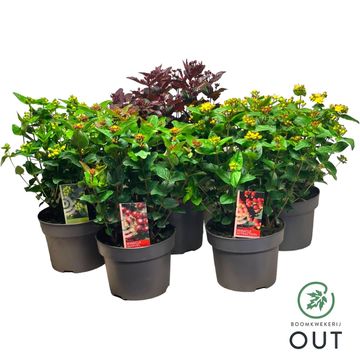 Hypericum MIRACLE MIX