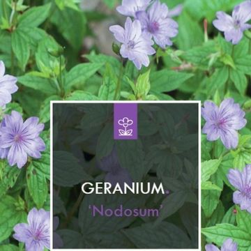 Geranium nodosum