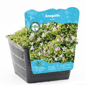 Anagallis tenella