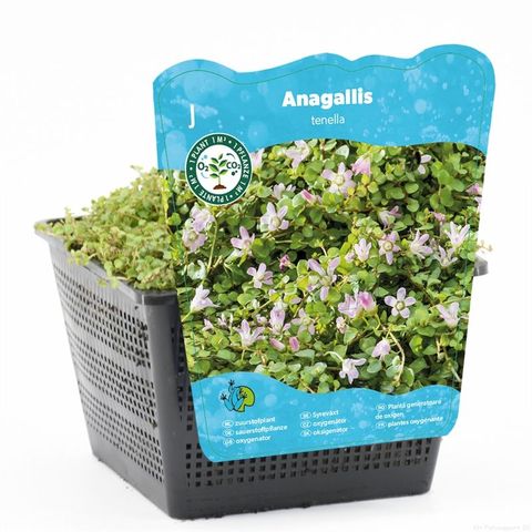 Anagallis tenella