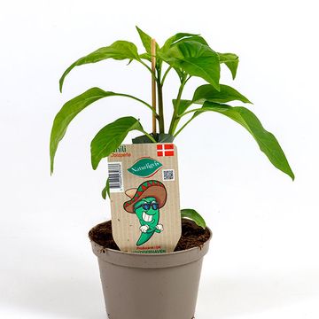 Capsicum annuum 'Jalapeno'