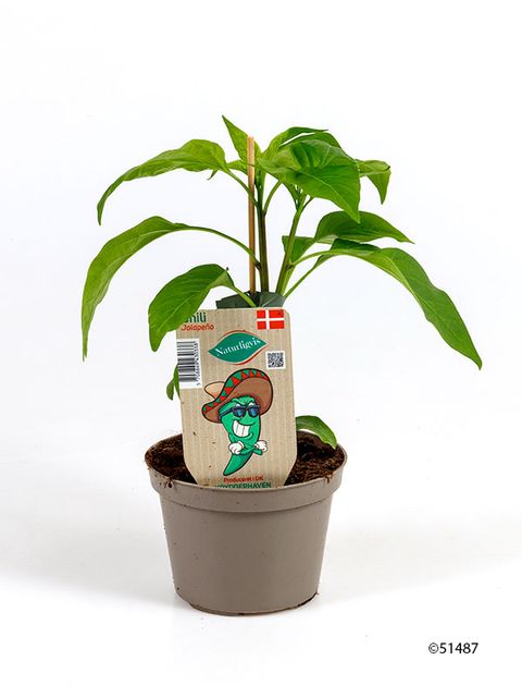 Capsicum annuum 'Jalapeno'