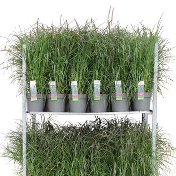 Pennisetum advena 'Purple Haze'