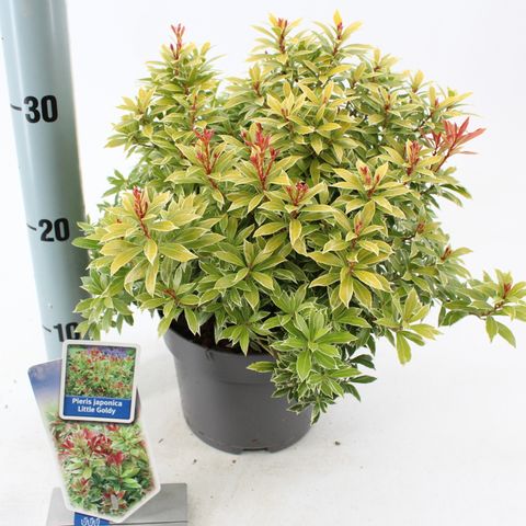 Pieris japonica 'Little Goldy'