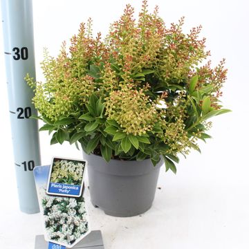 Pieris japonica 'Purity'