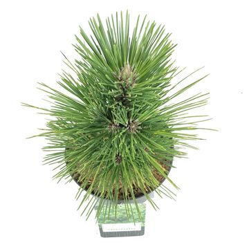 Pinus thunbergii 'Thunderhead'