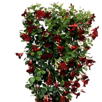 Mandevilla DIAMANTINA OPALE GRENAT