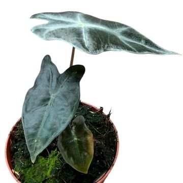 Alocasie sanderiana 'Nobilis'
