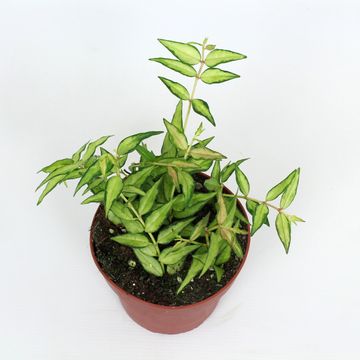 Hoya bella 'Lida Buis'