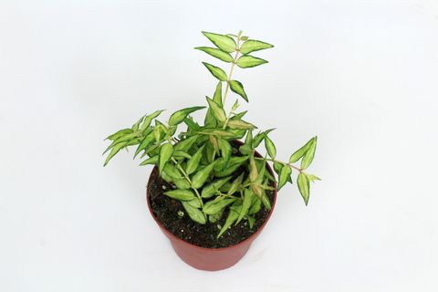 Hoya bella 'Lida Buis'